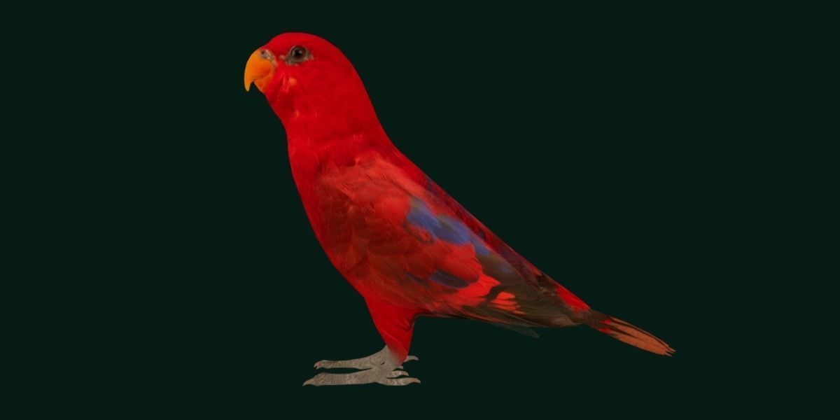Red Lory Parrot Flamboyant Bird Low-poly 3D model_24