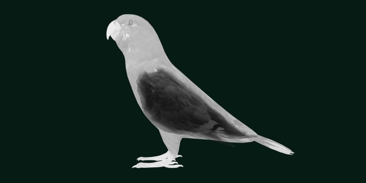 Red Lory Parrot Flamboyant Bird Low-poly 3D model_26