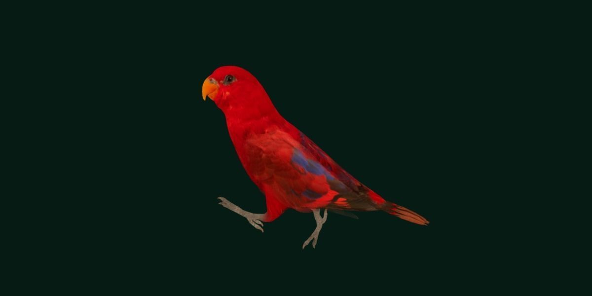 Red Lory Parrot Flamboyant Bird Low-poly 3D model_18