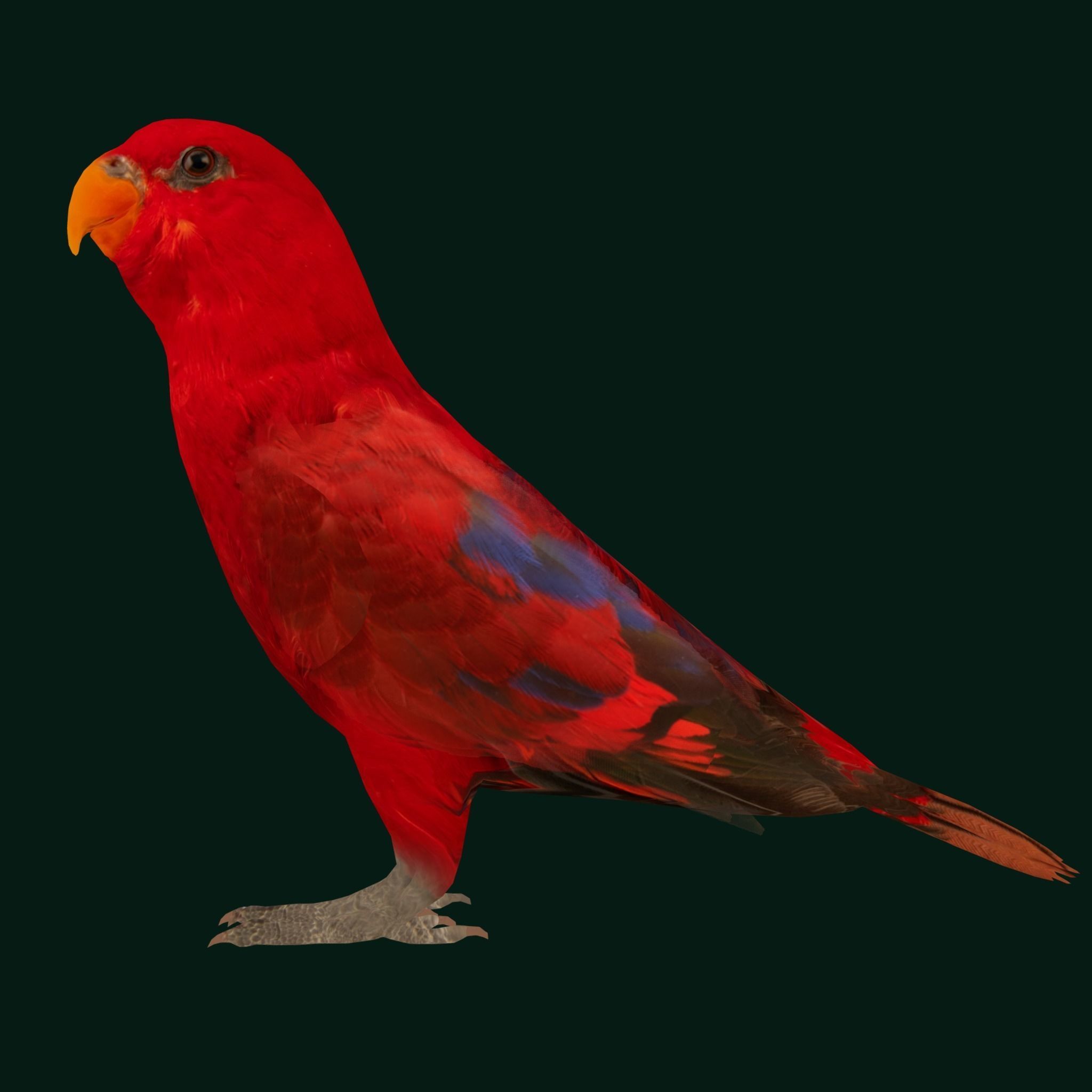 Red Lory Parrot Flamboyant Bird Low-poly 3D model_22