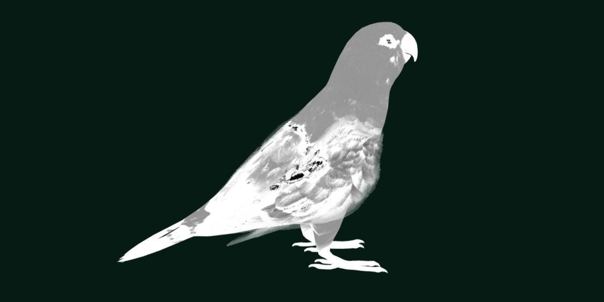 Red Lory Parrot Flamboyant Bird Low-poly 3D model_9