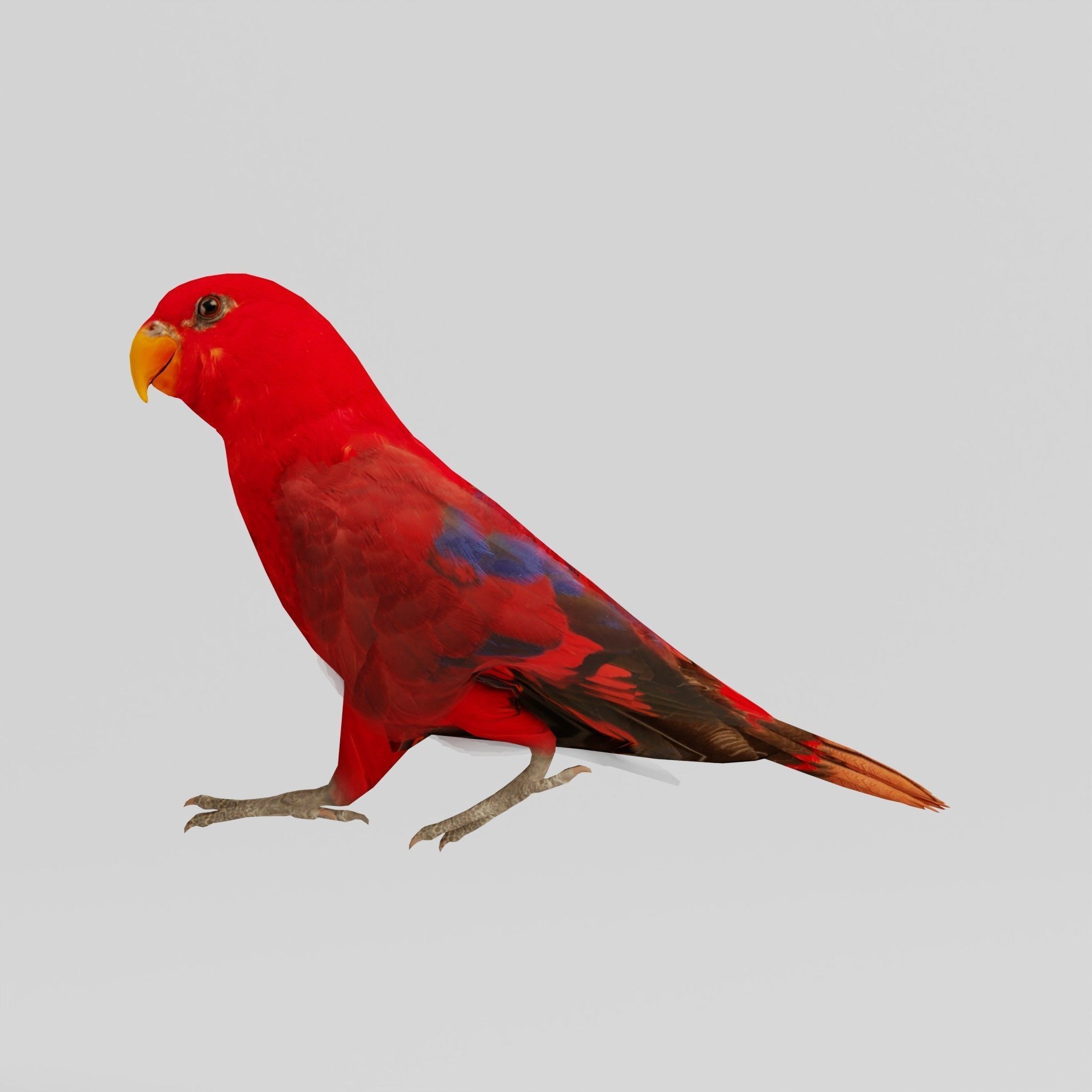 Red Lory Parrot Flamboyant Bird Low-poly 3D model_32