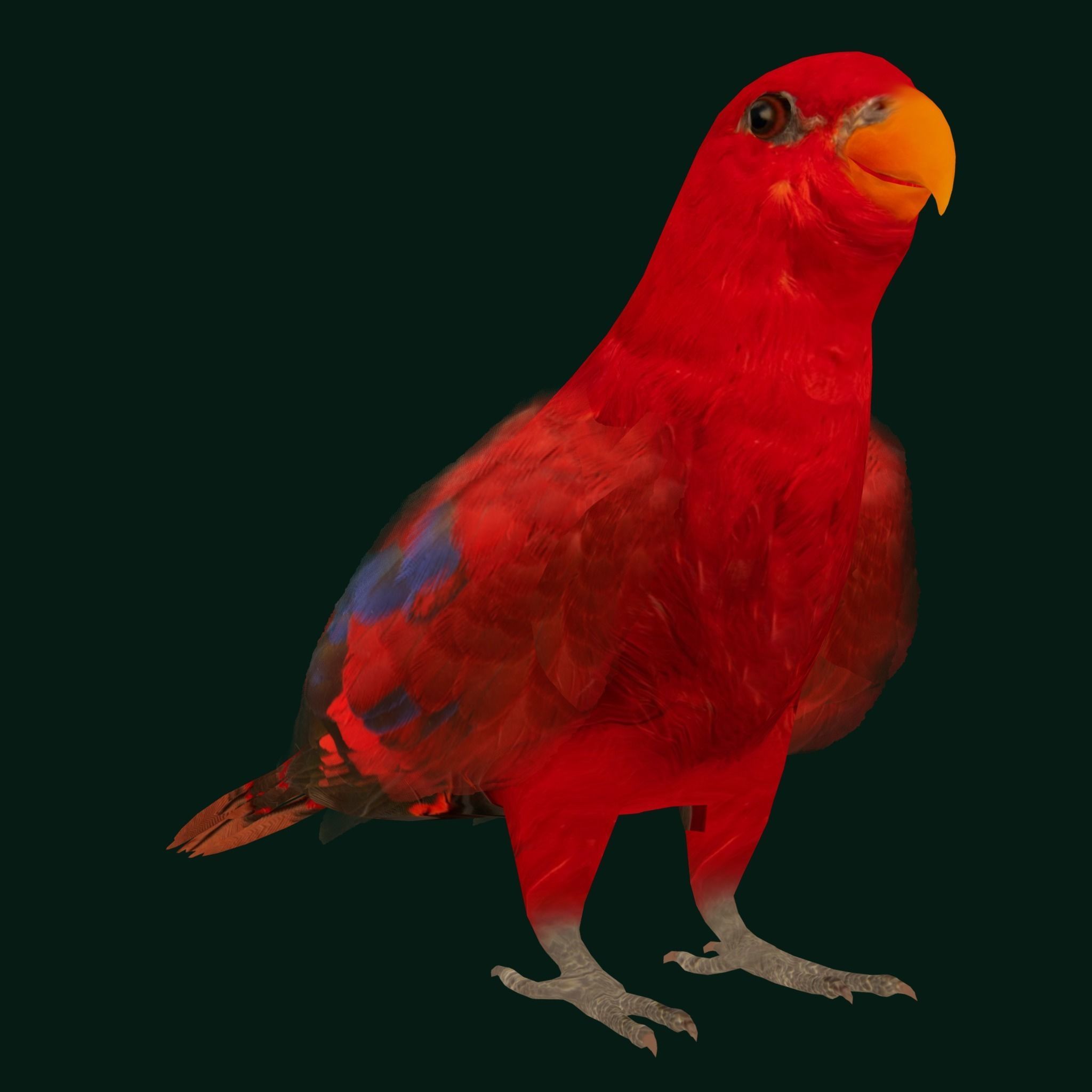 Red Lory Parrot Flamboyant Bird Low-poly 3D model_23