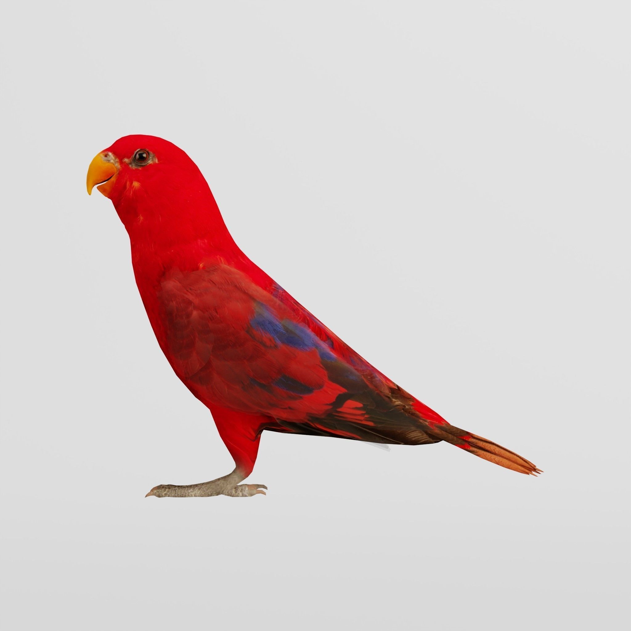 Red Lory Parrot Flamboyant Bird Low-poly 3D model_7