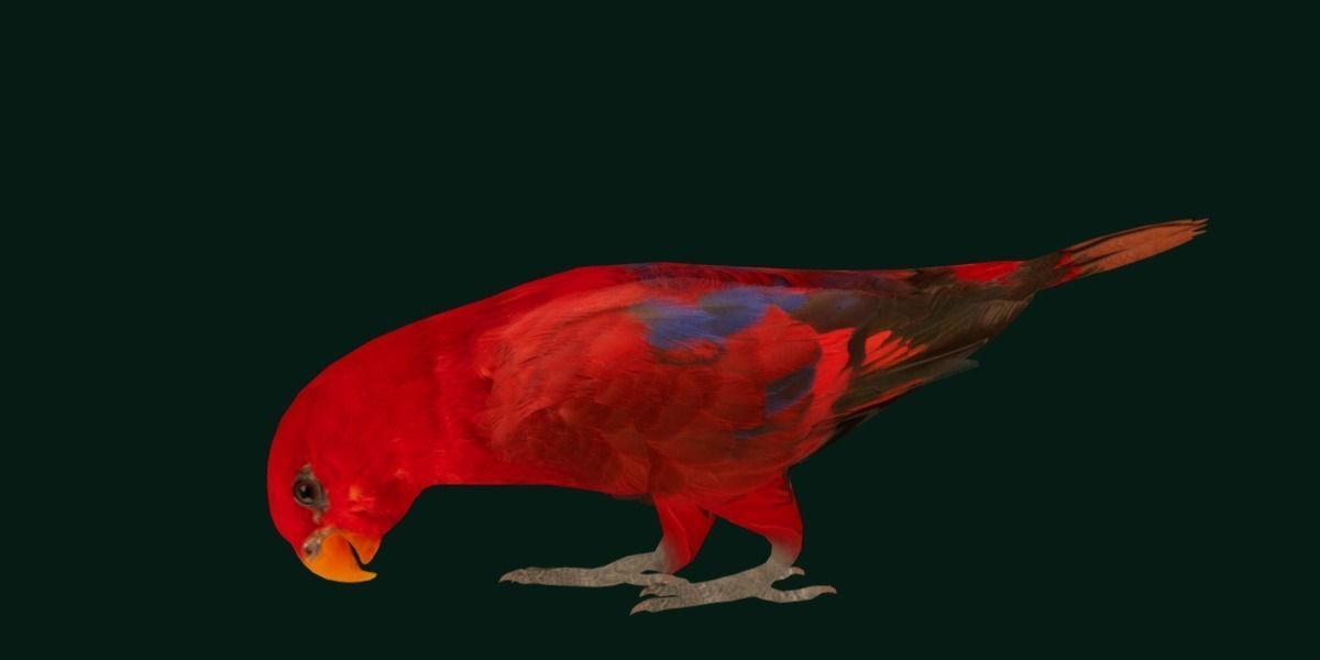 Red Lory Parrot Flamboyant Bird Low-poly 3D model_20