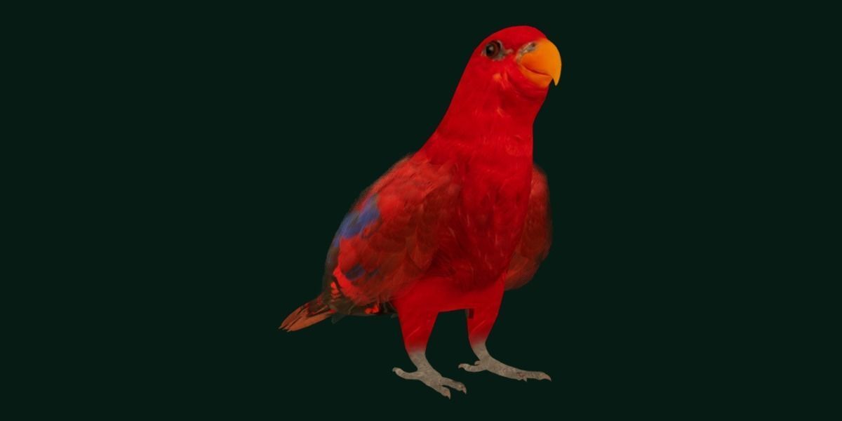 Red Lory Parrot Flamboyant Bird Low-poly 3D model_29