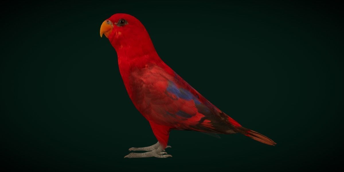 Red Lory Parrot Flamboyant Bird Low-poly 3D model_31