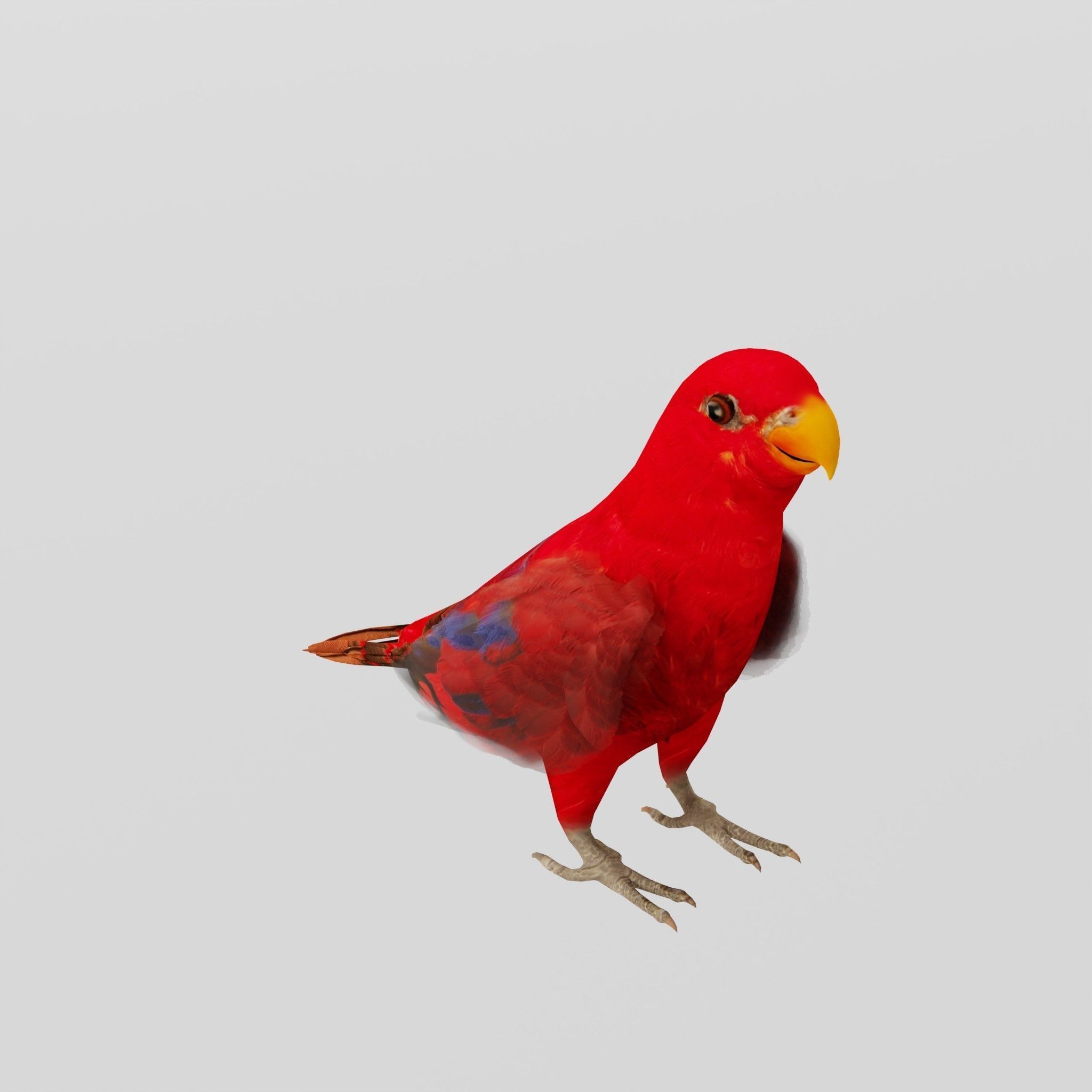 Red Lory Parrot Flamboyant Bird Low-poly 3D model_6