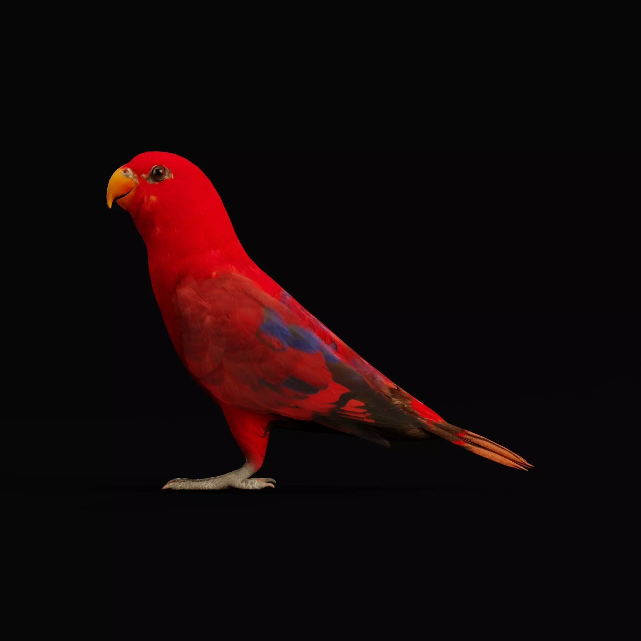 Red Lory Parrot Flamboyant Bird Low-poly 3D model_0