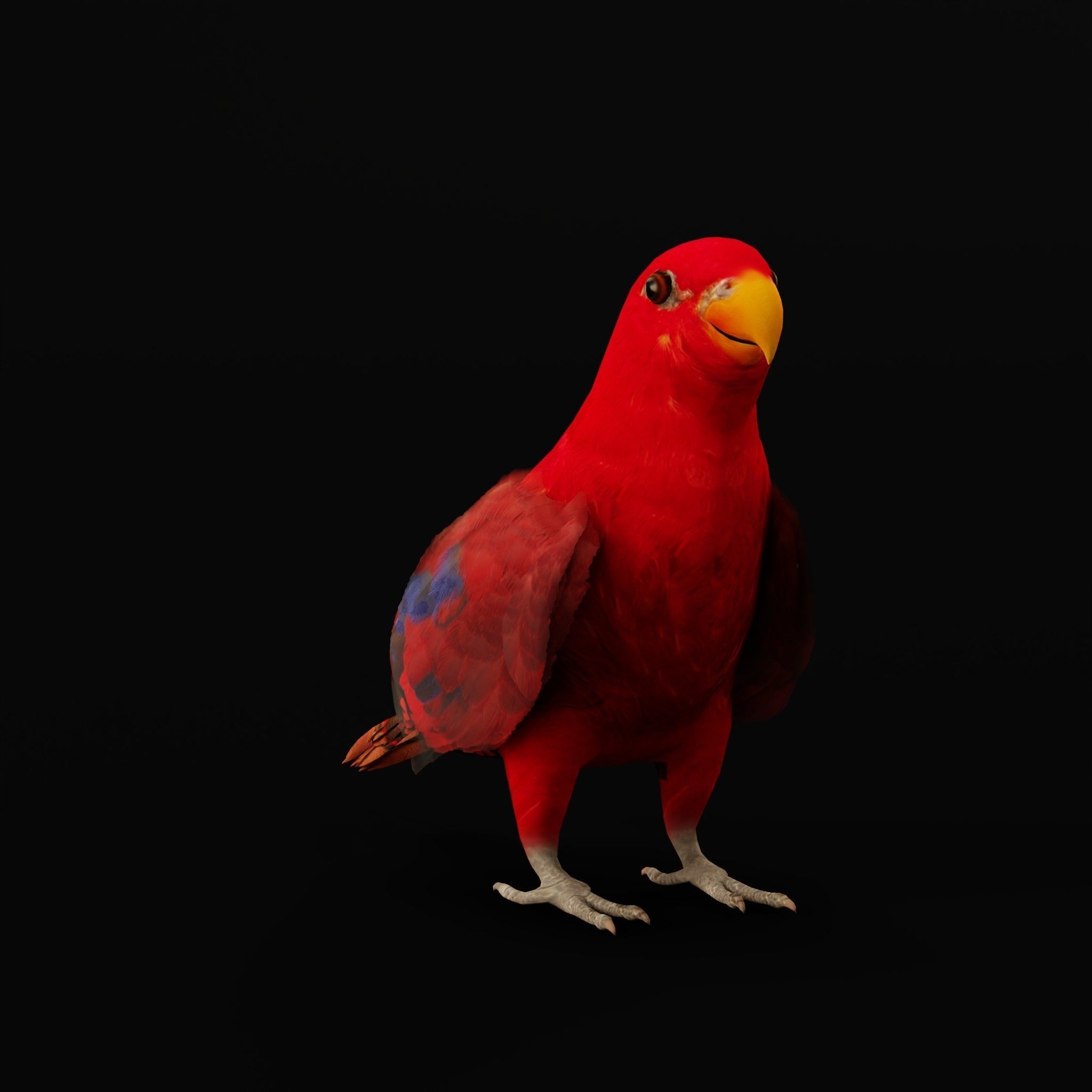 Red Lory Parrot Flamboyant Bird Low-poly 3D model_3
