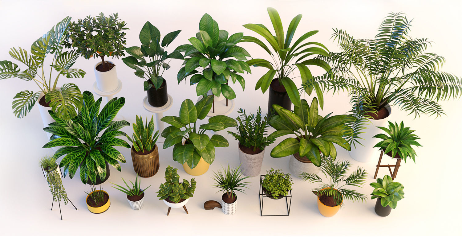 Plants in pots 3D model_1