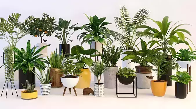 Plants in pots 3D model