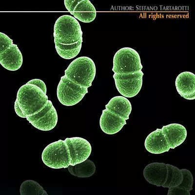 Enterococcus group of microorganisms 3D model_0