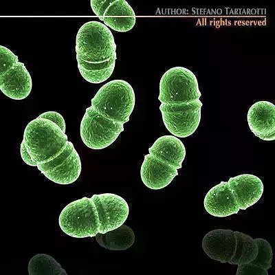 Enterococcus group of microorganisms 3D model