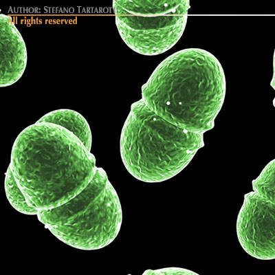 Enterococcus group of microorganisms 3D model_1