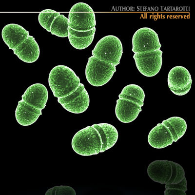 Enterococcus group of microorganisms 3D model_2