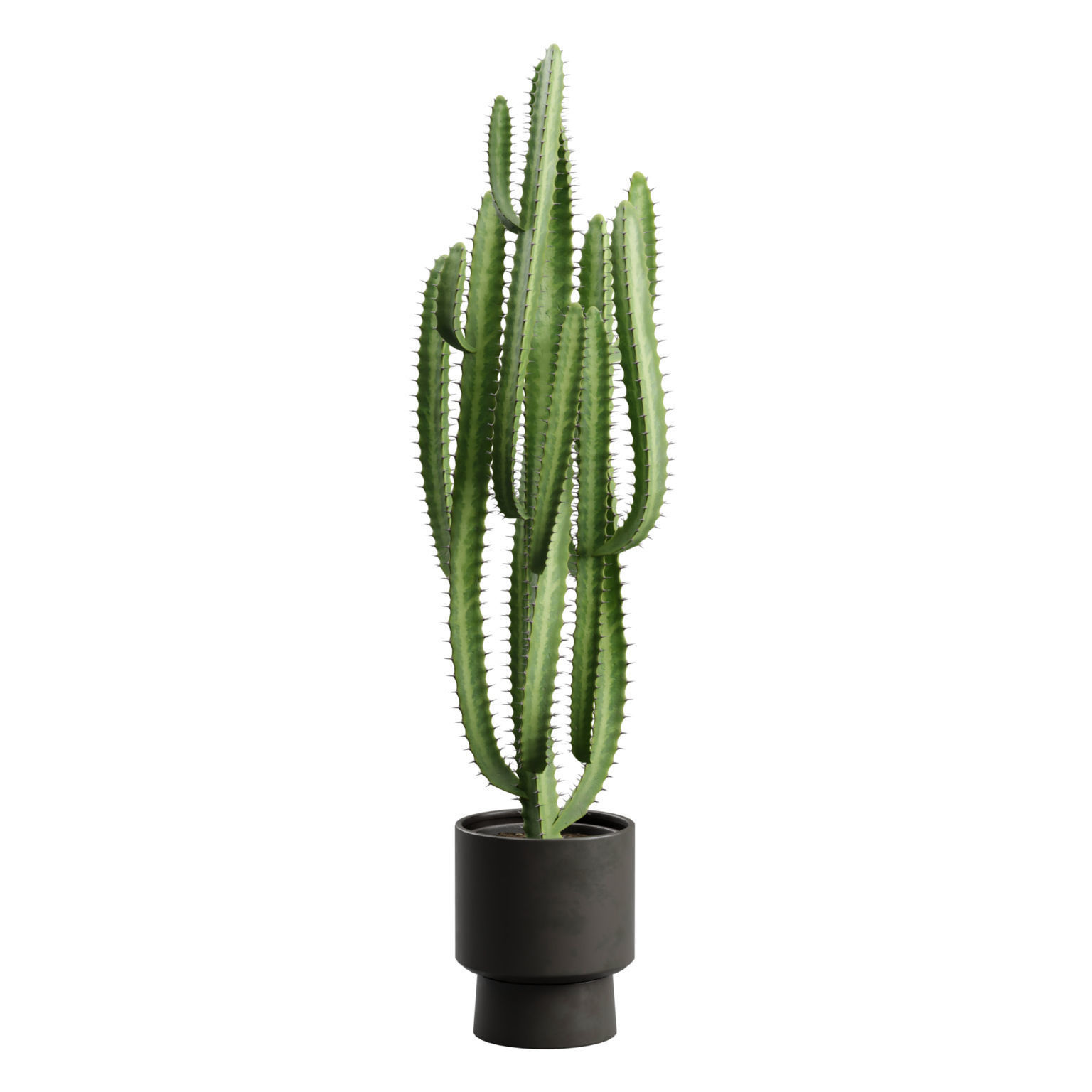Potted Cactus - Euphorbia Trigona 3D model_9