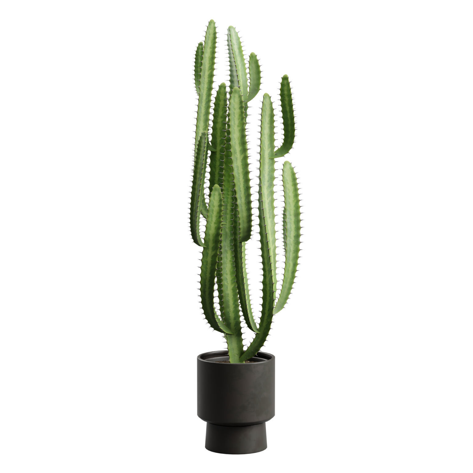 Potted Cactus - Euphorbia Trigona 3D model_8