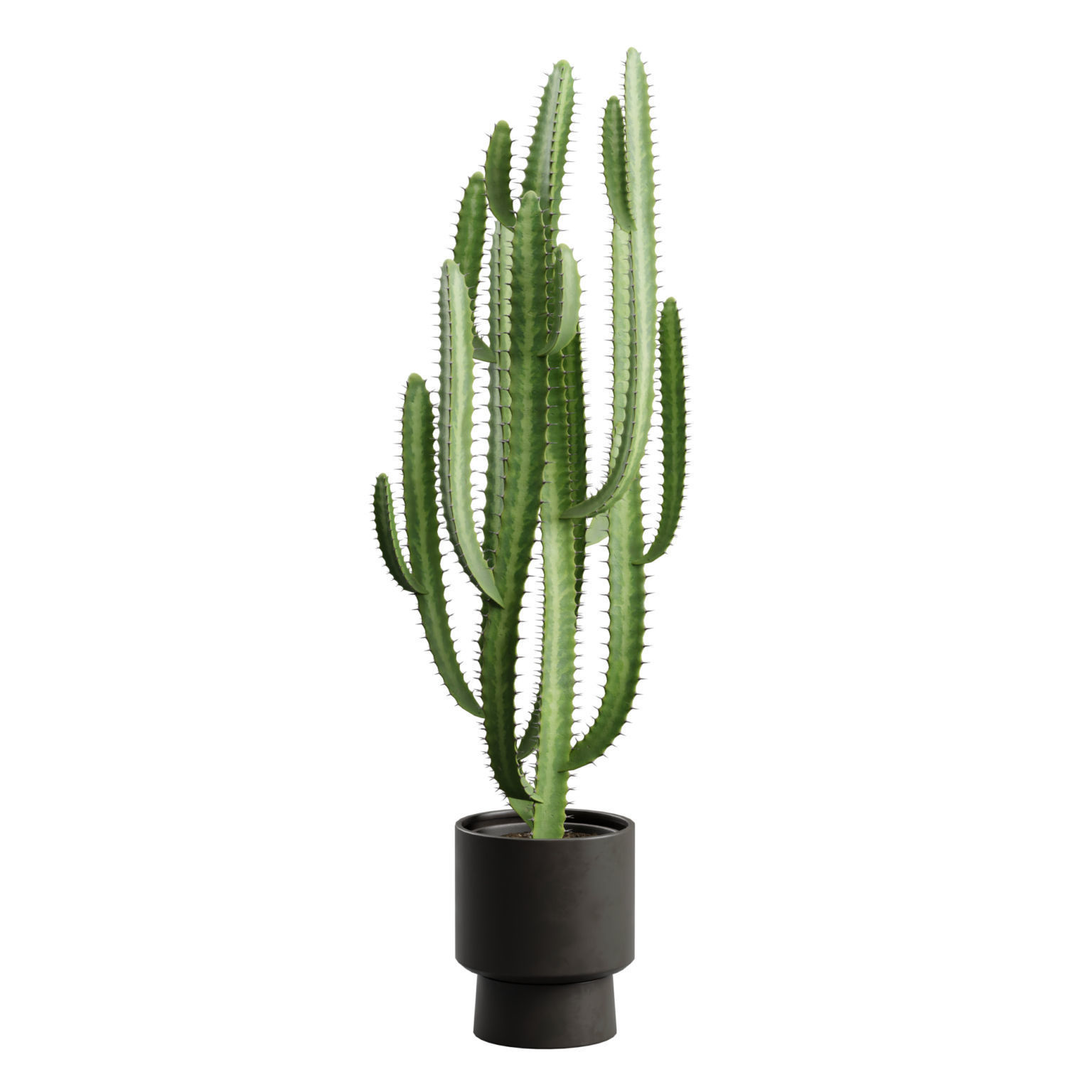 Potted Cactus - Euphorbia Trigona 3D model_1