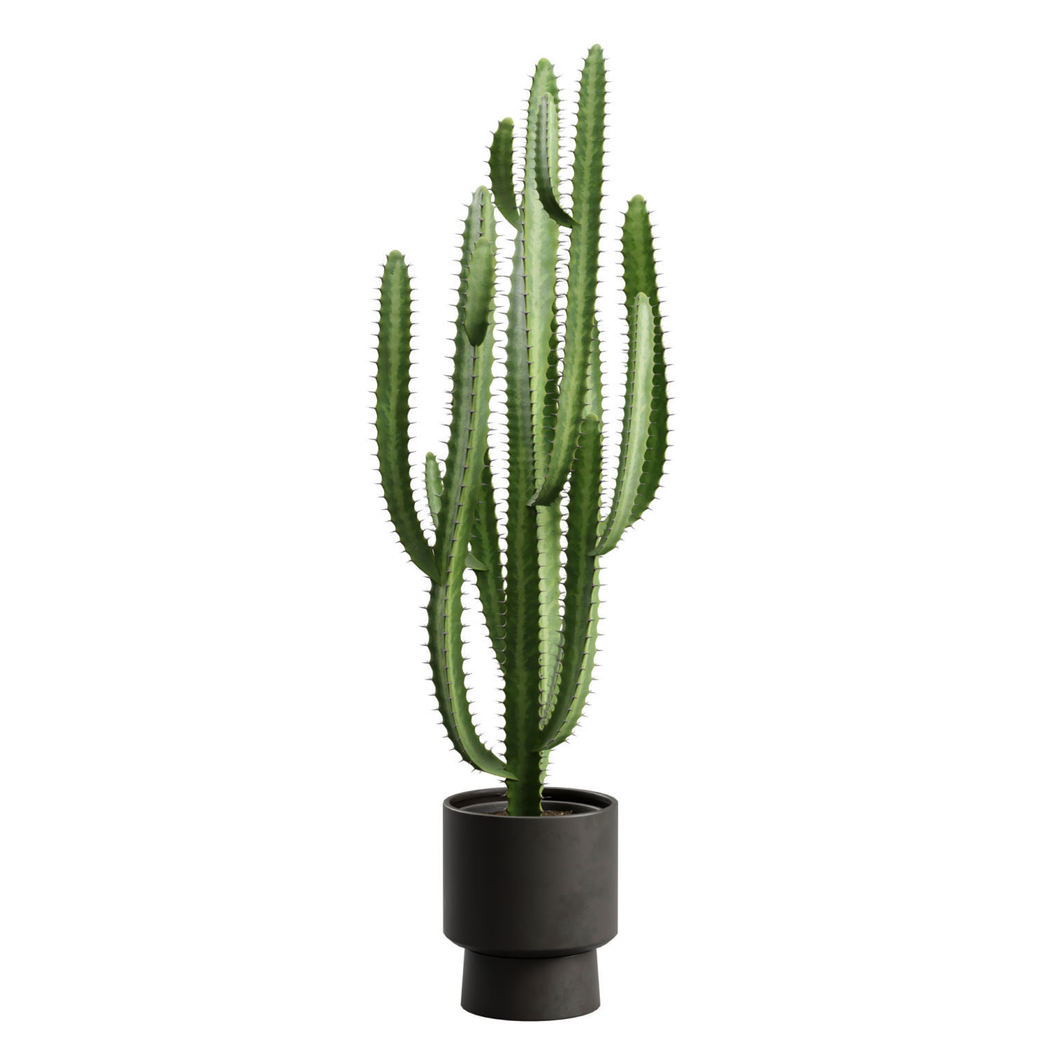 Potted Cactus - Euphorbia Trigona 3D model_6