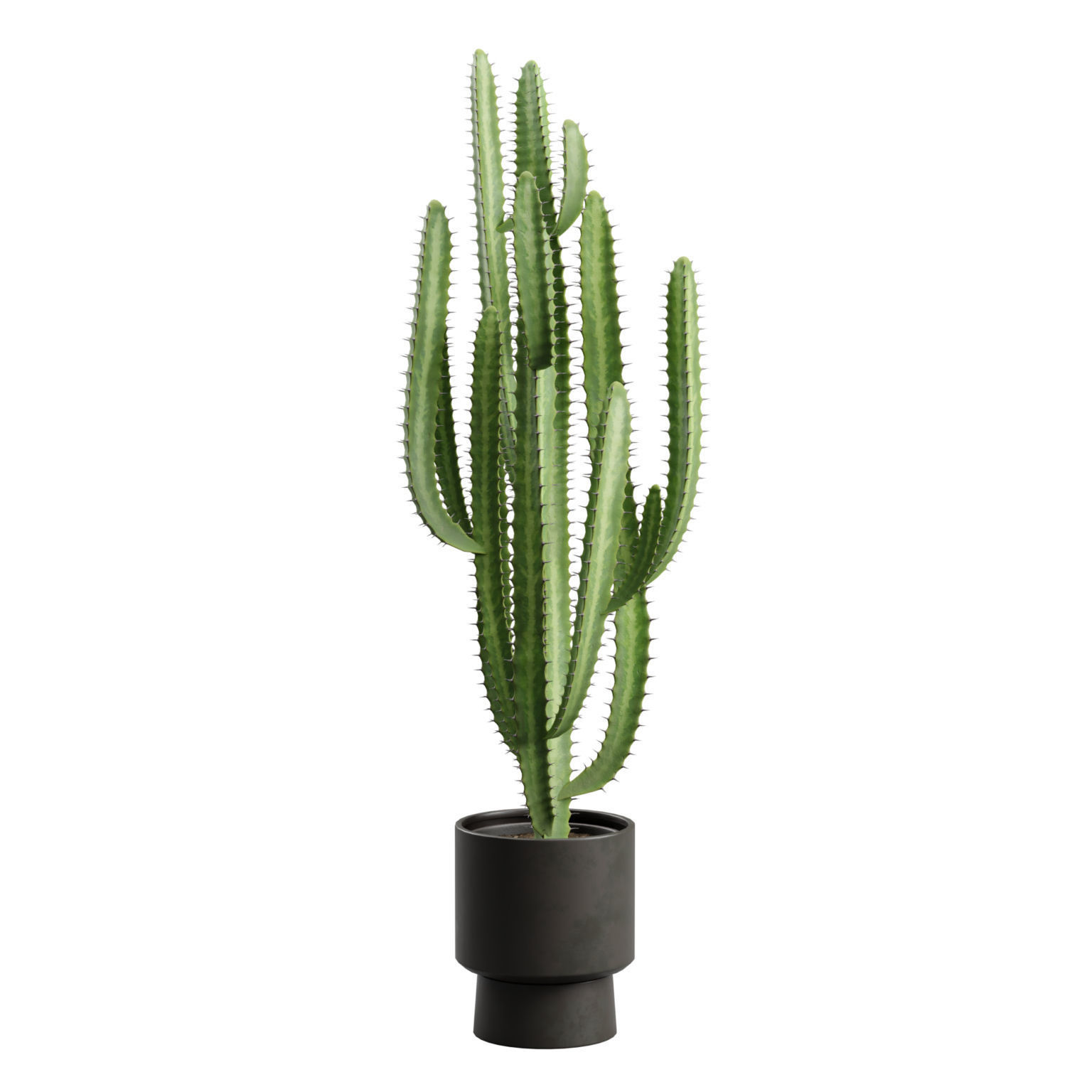 Potted Cactus - Euphorbia Trigona 3D model_5