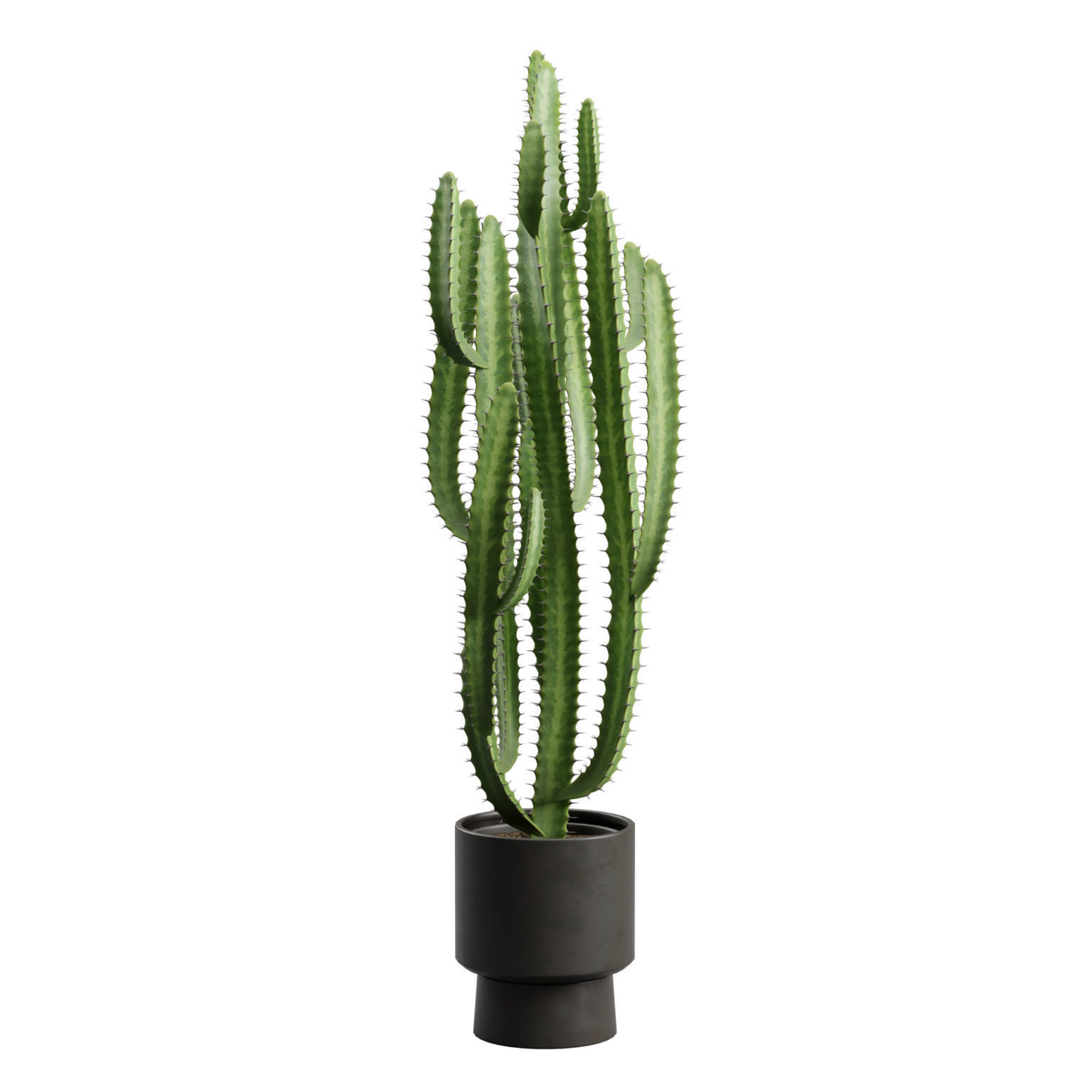 Potted Cactus - Euphorbia Trigona 3D model_4