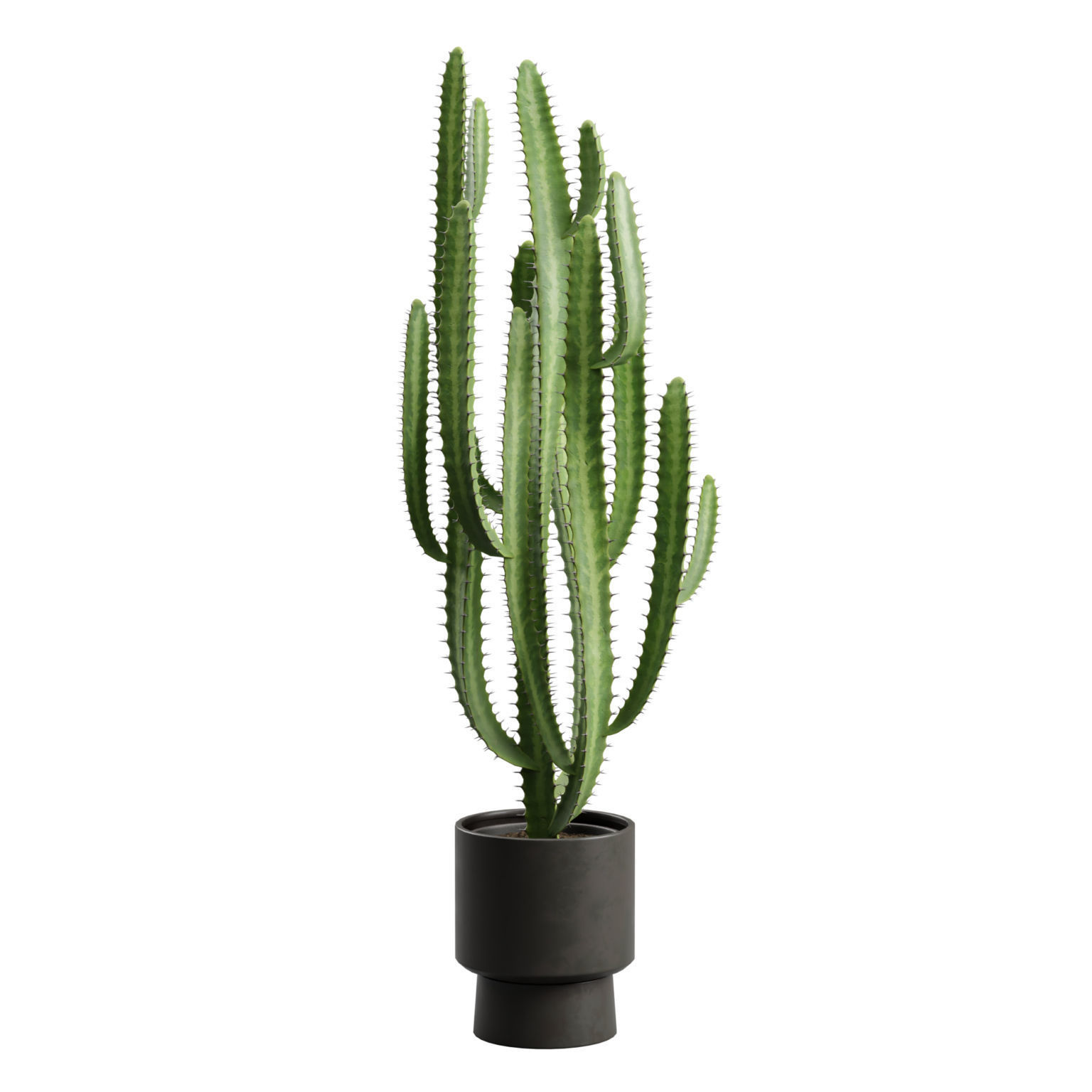 Potted Cactus - Euphorbia Trigona 3D model_7