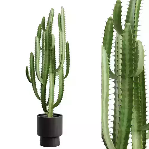 Potted Cactus - Euphorbia Trigona 3D model