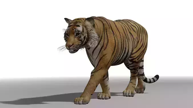 Tiger with animation 3D model