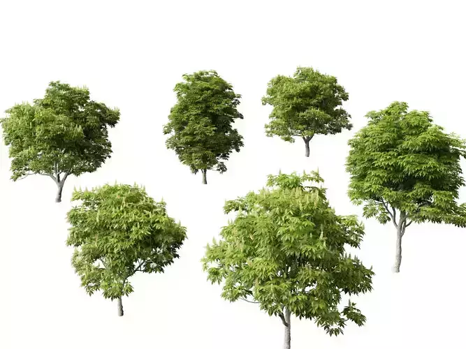 Aesculus glabra - Ohio buckeye 01