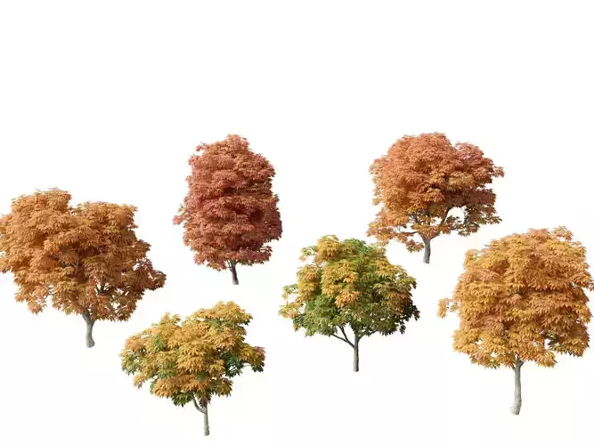 Aesculus glabra - Ohio buckeye 01