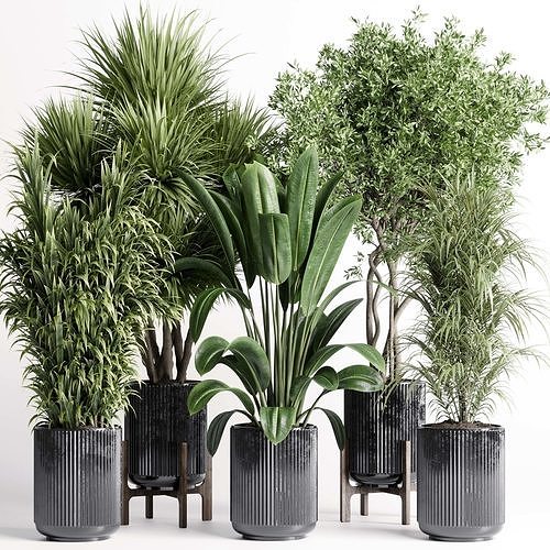 indoor plant 428 set pot plant ficus rubbery palm tree Low-poly 3D model