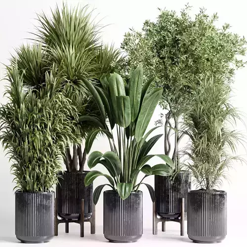 indoor plant 428 set pot plant ficus rubbery palm tree