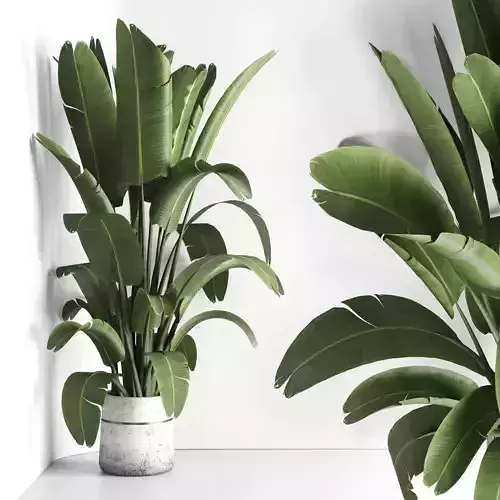 Pot plant ravenala tree for the corner - indoor plant set 429