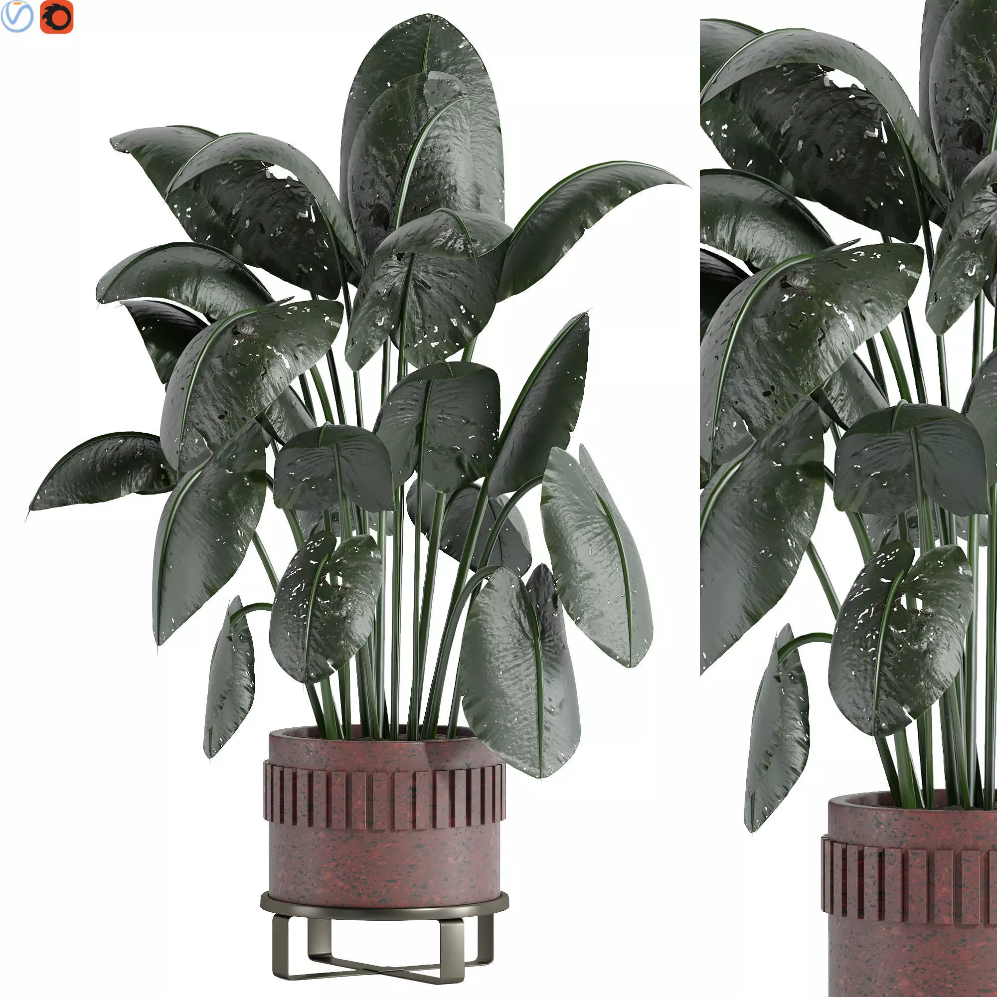 indoor plants 3D model_0