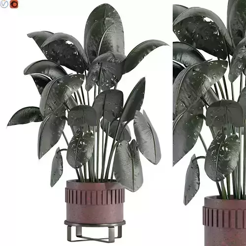 indoor plants 3D model