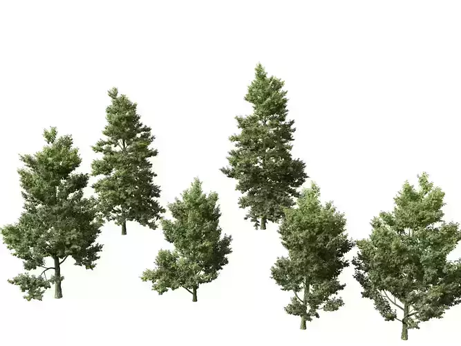 Alnus cordata - Italian alder 