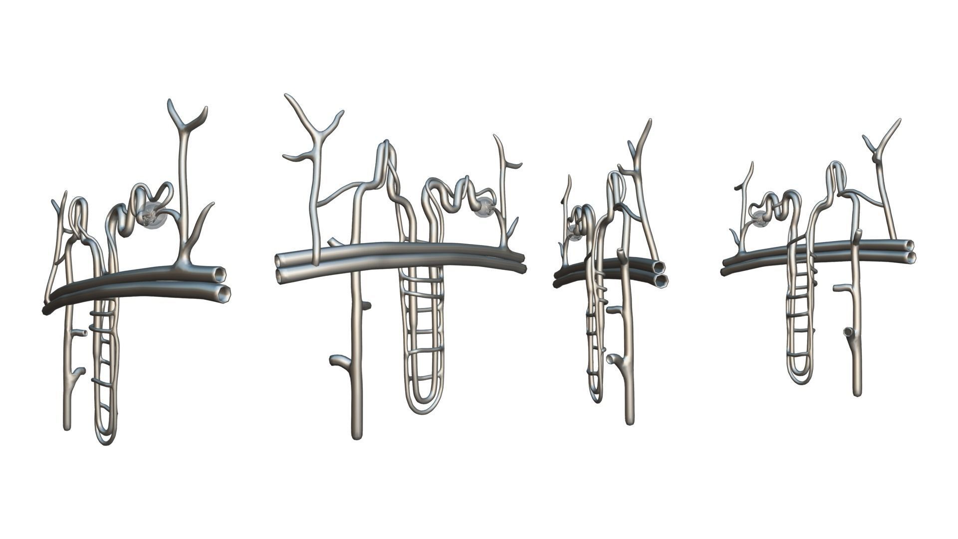 Kidney Nephron Structure Anatomy 3D model_5