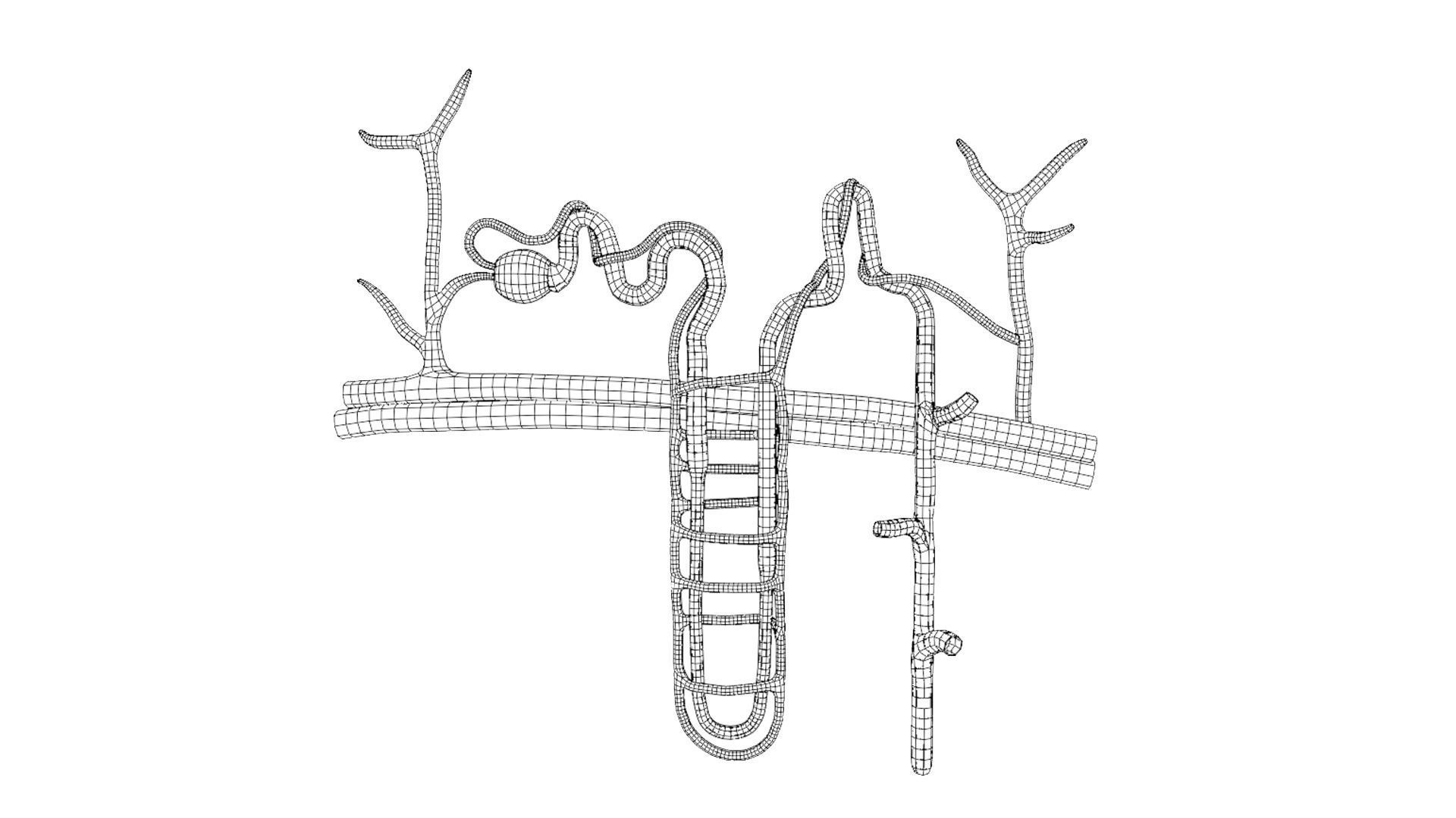 Kidney Nephron Structure Anatomy 3D model_7