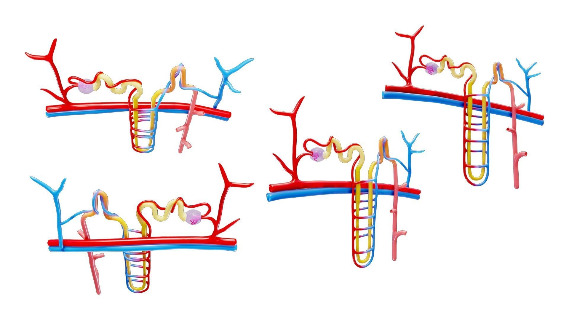 Kidney Nephron Structure Anatomy 3D model_2