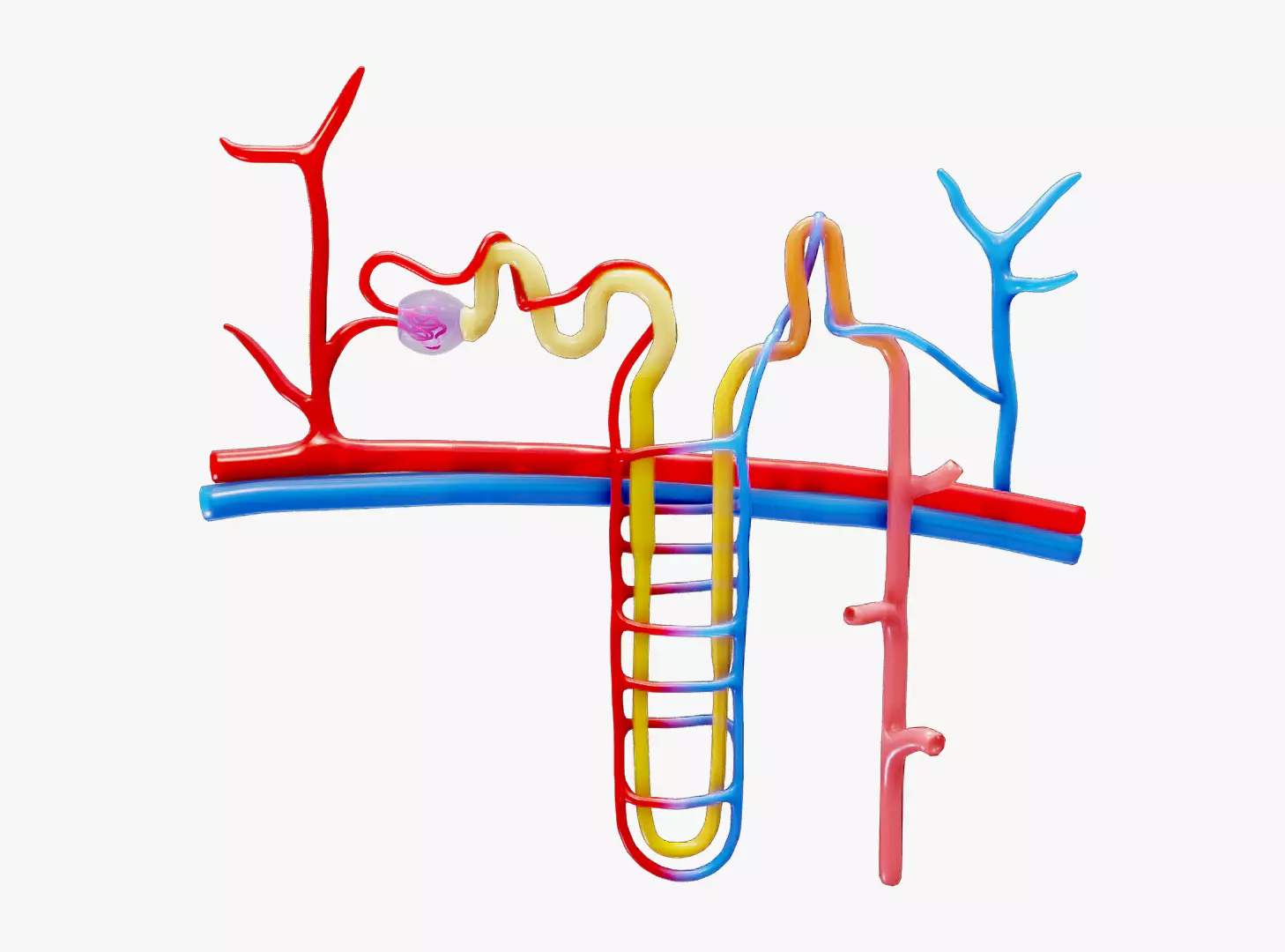 Kidney Nephron Structure Anatomy 3D model_0