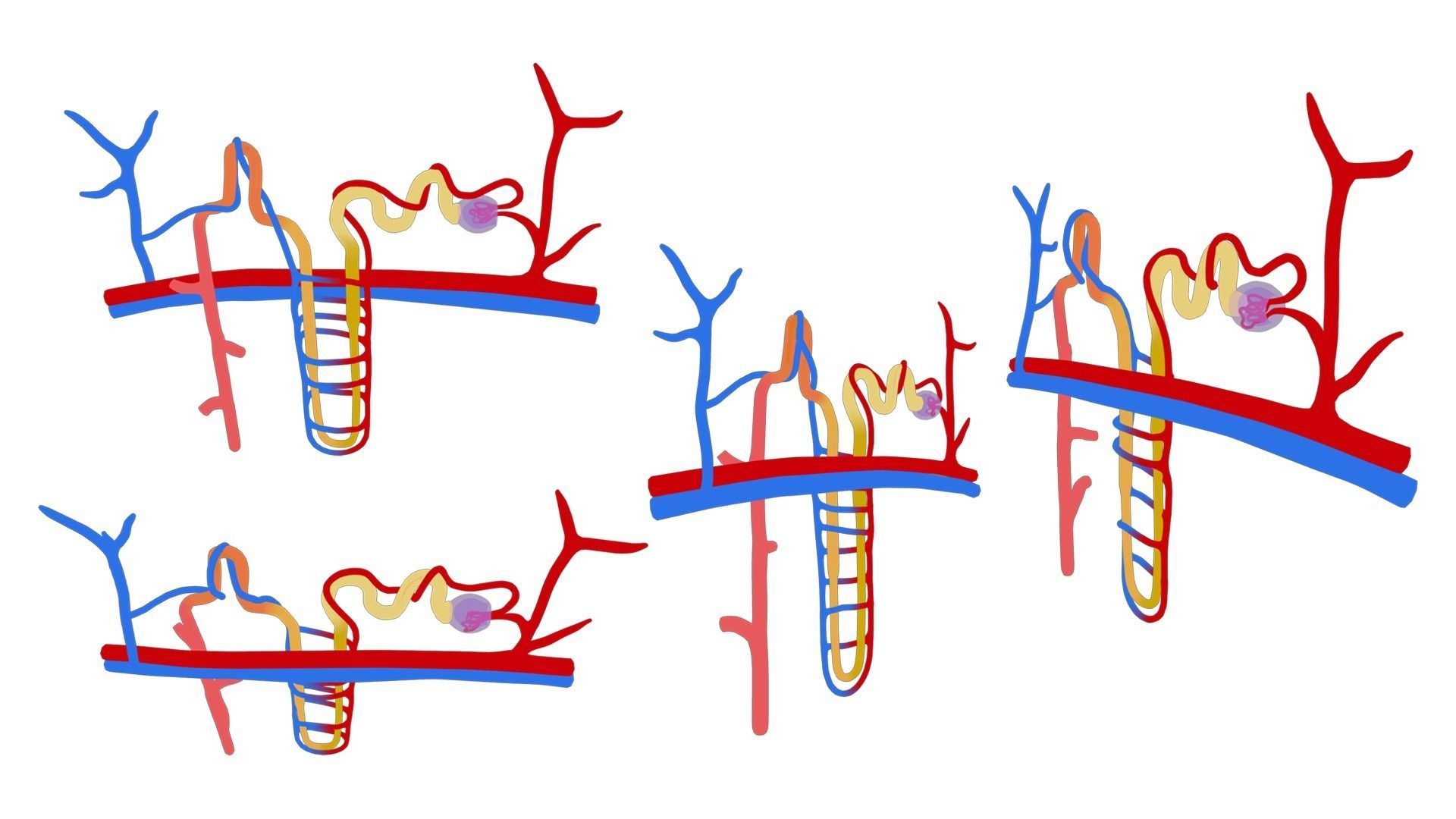 Kidney Nephron Structure Anatomy 3D model_3