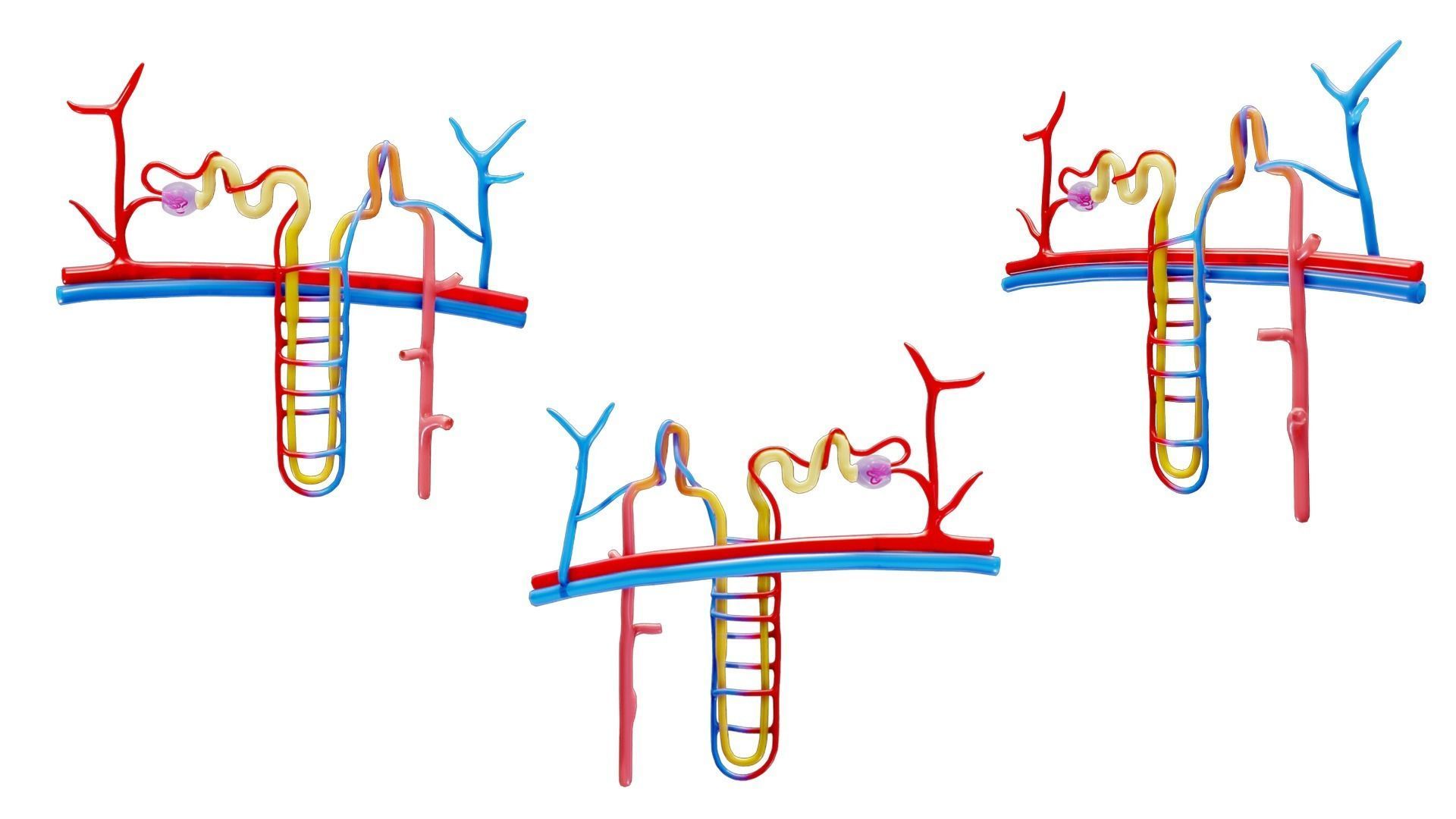 Kidney Nephron Structure Anatomy 3D model_1