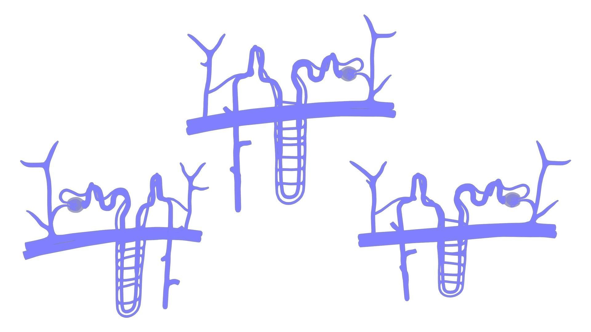 Kidney Nephron Structure Anatomy 3D model_6