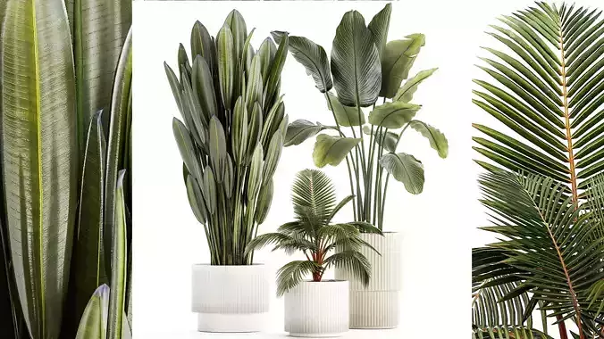 Small Potted Plants Strelitzia Banana Coconut Palm 1449