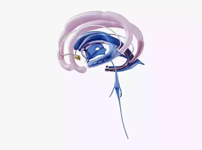Limbic System Anatomy 3D model