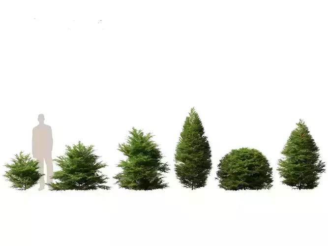 Chamaecyparis obtusa - hinoki cypress 01 3D model