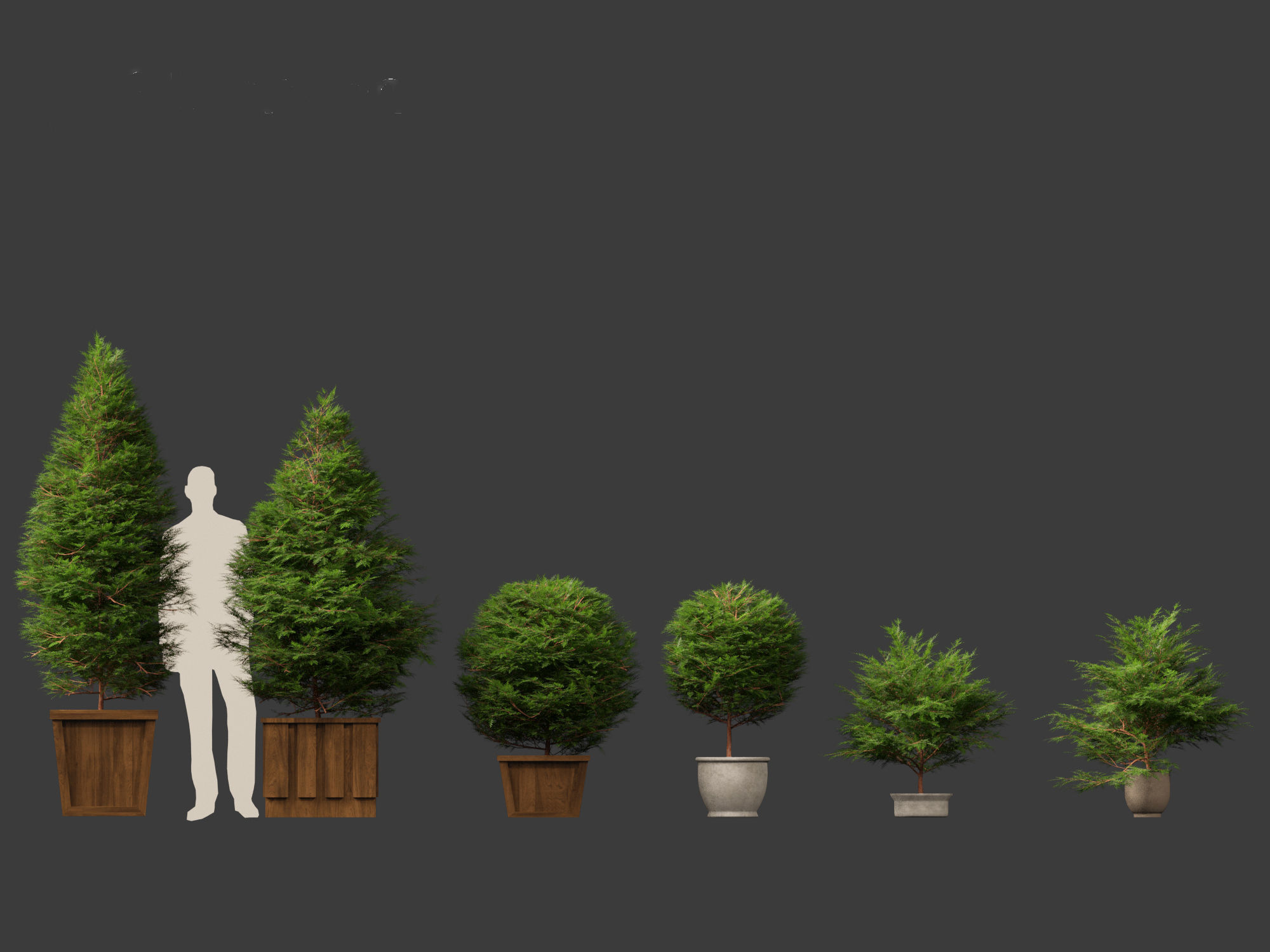 Chamaecyparis obtusa - hinoki cypress 02 3D model_1