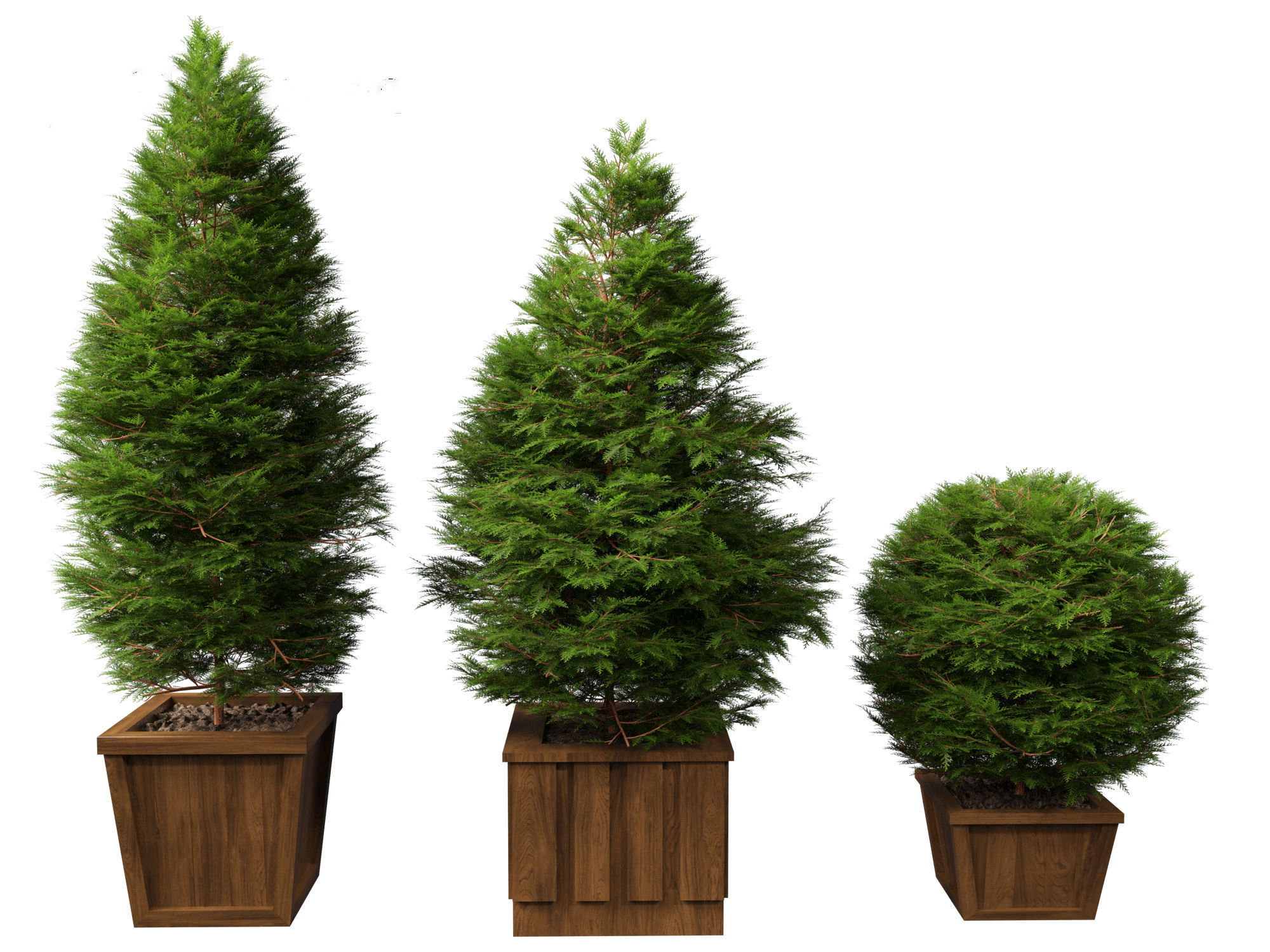 Chamaecyparis obtusa - hinoki cypress 02 3D model_2