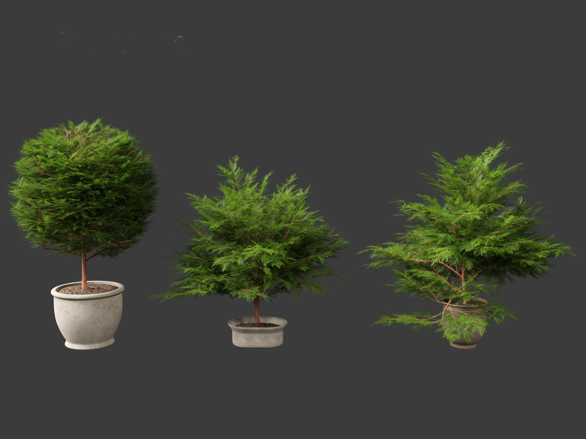 Chamaecyparis obtusa - hinoki cypress 02 3D model_5